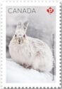Snowshoe Hare (Lepus americanus)