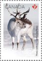 Peary Caribou (Rangifer tarandus pearyi)