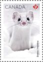 Ermine (Mustela erminea)