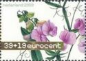 Sweet Pea (Lathyrus latifolius)