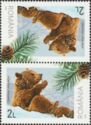 Brown Bear (Ursus arctos) and Pinecone