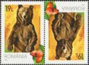 Brown Bear (Ursus arctos) and Rosehips