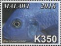 Blue Malawi Cichlid