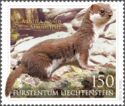 Common Weasel (Mustela nivalis)