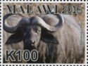 African Buffalo (Syncerus caffer)