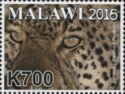 Leopard (Panthera pardus)