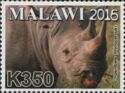 White Rhinoceros (Ceratotherium simum)