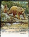 Brown Bear (Ursus arctos)