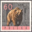 Brown Bear (Ursus arctos)