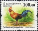 Sri Lankan junglefowl (Gallus lafayetii)