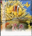 Twoband Anemonefish (Amphiprion bicinctus)