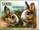 European Rabbit (Oryctolagus cuniculus)