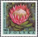 King Protea (Protea cynaroides)
