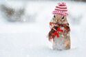 Hamster and Winter