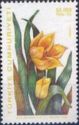 Tulipa sylvestris