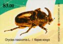 Rhinoceros Beetle (Oryctes nasicornis L.)