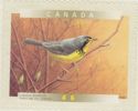 Canada Warbler (Cardellina canadensis)