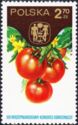 Tomatoes (Lycopersicon esculentum)