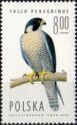 Peregrine Falcon (Falco peregrinus)