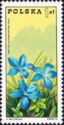 Spring Gentian (Gentiana verna) - Tatra Mountains