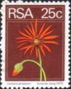 Barberton Daisy (Gerbera jamesonii)