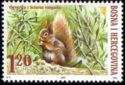 Eurasian Red Squirrel (Sciurus vulgaris)