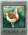 Great Bustard (Otis tarda)
