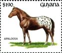 Appaloosa