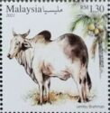 Brahman Cattle