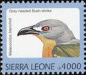 Gray-headed Bush-shrike (Malaconotus blanchoti)