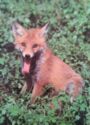 Red Vox (Vulpes vulpes)