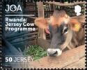 Rwanda: Jersey Cow Programme