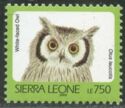 Northern White-faced Owl (Ptilopsis leucotis)