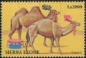 Camels