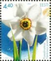 Pheasant's Eye Daffodil (Narcissus poeticus)