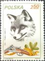 Red Fox (Vulpes vulpes)