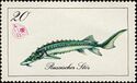 Russian sturgeon