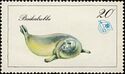 Baikal seal