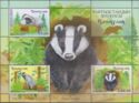 Fauna of Kyrgyzstan - Asian Badger (Meles leucurus)
