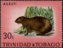 Red-rumped Agouti (Dasyprocta leporina)