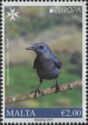 Blue Rock Thrush (Monticola solitarius)