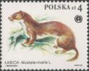 Least Weasel (Mustela nivalis)