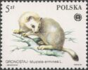 Stoat (Mustela erminea)