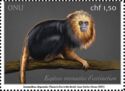 Golden-Headed Lion Tamarin (Leontopithecus chrysomelas)