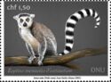 Ring-Tailed Lemur (Lemur catta)