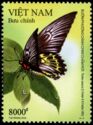 Golden birdwing (Troides aeacus)