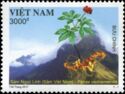 Vietnamese Ginseng