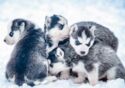Husky Puppies