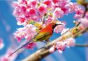 Spring in the City. Humming bird on chery blossom