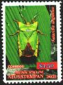 Giant Shield Bug (Asiarcha angulosa)